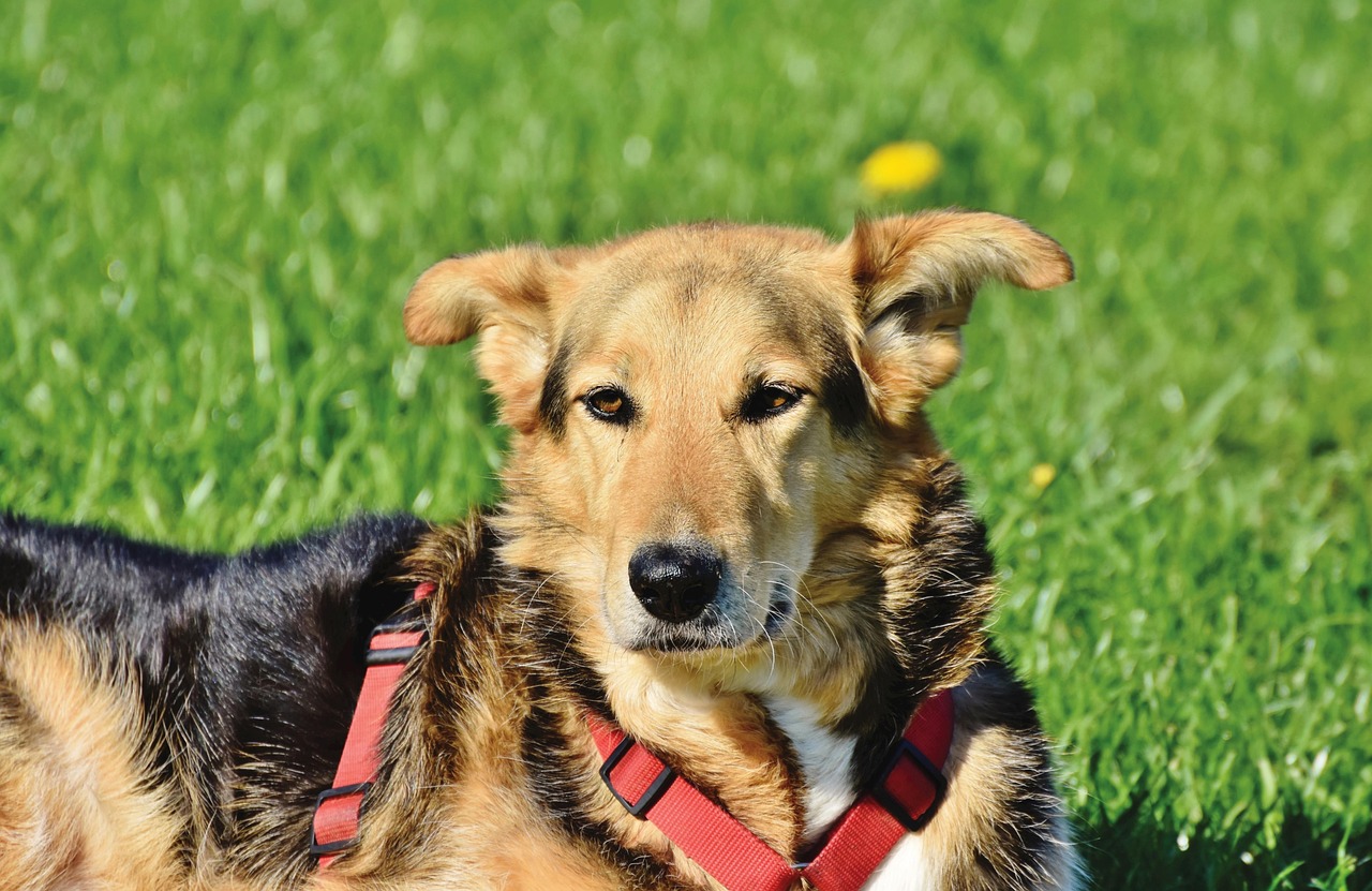 Imagem Ilustrativa de Cachorro